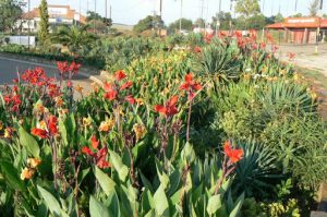 Floral beds in Magaliesburg