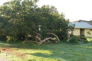 Wind-swept tree in Magaliesburg