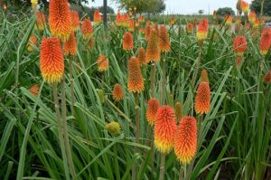 Wild flowers along the highway