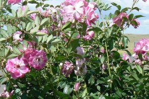 Wild roses near Sterkfontein