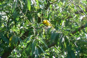 Yellow bird (?)