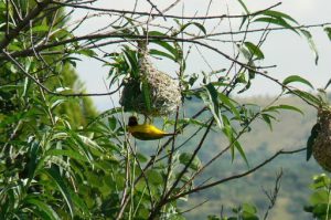 Yellow bird building nest upside down