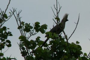 Wild cockateel