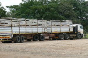 Cattle being shipped to market