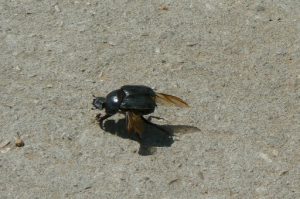 Huge dung beetle