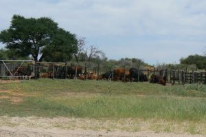 Cattle farm