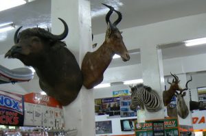 Uppington hardware store stuffed beasts