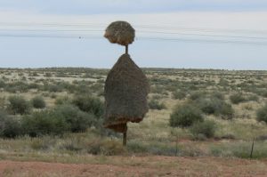 Bird nests built on telephone pole