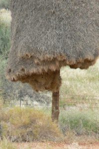 Bird nests are entered from below