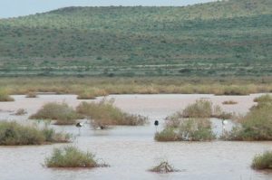 Water pond with wild birds