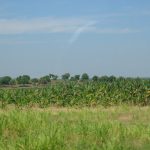 Cuba - banana plantation