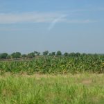 Cuba - banana plantation