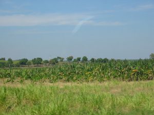 Cuba - banana plantation