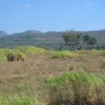 Cuba - sugar cane fields