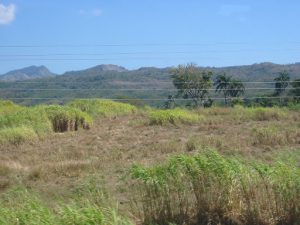 Cuba - sugar cane fields
