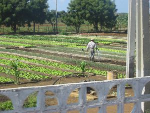 Cuba - private garden for market produce
