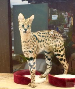 Serval Cat Hua Hin Thailand