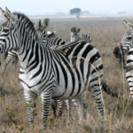 Kenya – Nairobi: National Game Park