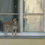 Local resident watching the neighborhood.