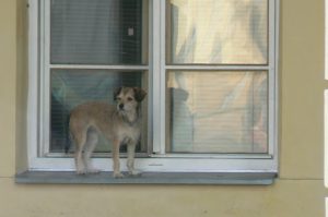 Local resident watching the neighborhood.