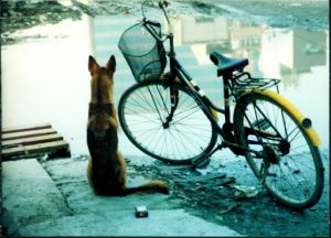 Tainan - loyal dog waiting