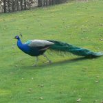 Peacock in the Wallenstein Gardens.