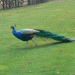 Peacock in the Wallenstein Gardens.
