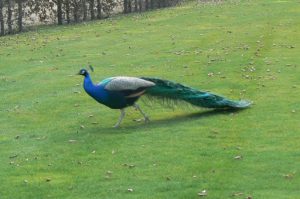 Peacock in the Wallenstein Gardens.
