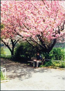 Cherry blossoms in spring.