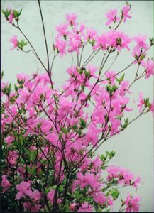 Kyoto: azalea bushes in full bloom.