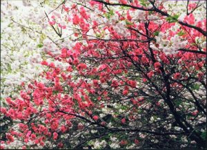 Kyoto: cherry blossoms in springtime.