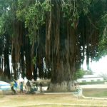 Huge banyan tree at the island end of the long