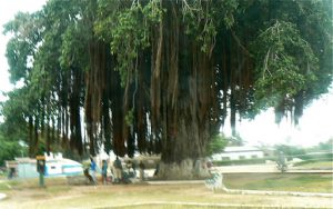 Huge banyan tree at the island end of the long