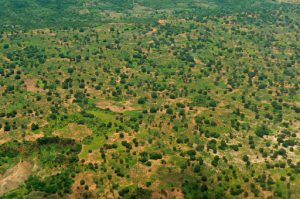 Mozambique rural landscape.