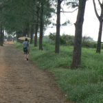 Pathway along the beach.