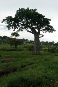Boabab tree.