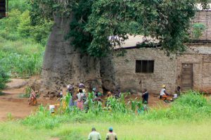 Local village detail with abode house and huge boabab tree.