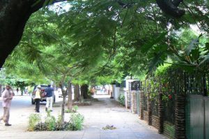 Mimosa trees line the streets.