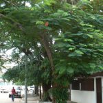 Mimosa trees are popular throughout the city.