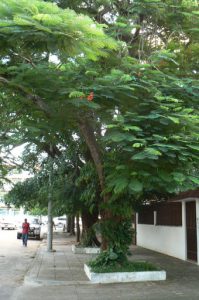 Mimosa trees are popular throughout the city.