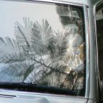 Mimosa tree reflected in a car windshield.