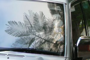 Mimosa tree reflected in a car windshield.