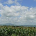 Acres of corn fields, one of the most common crops.