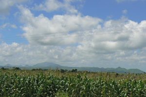 Acres of corn fields, one of the most common crops.