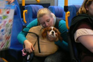 A dog lover carries her dog onto the bus.