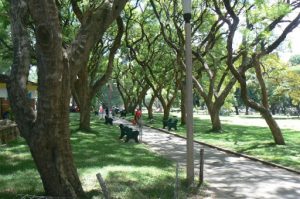 Harare: downtown central park