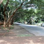 Large overhanging mimosa trees in residential area of Harare