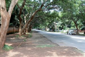 Large overhanging mimosa trees in residential area of Harare