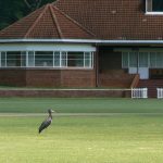 Stork on a sports field at St George's College