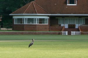 Stork on a sports field at St George's College